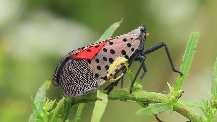 Get Rid of Gnats in Your House - Gnats & Other Flying Bugs