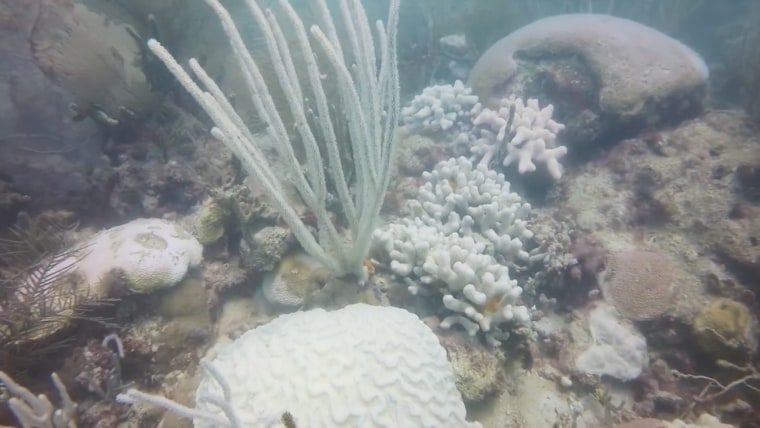 Water temperatures off Florida soar over 100 degrees Nc_pkg_wtvj_coral_bleaching_230721-cded86
