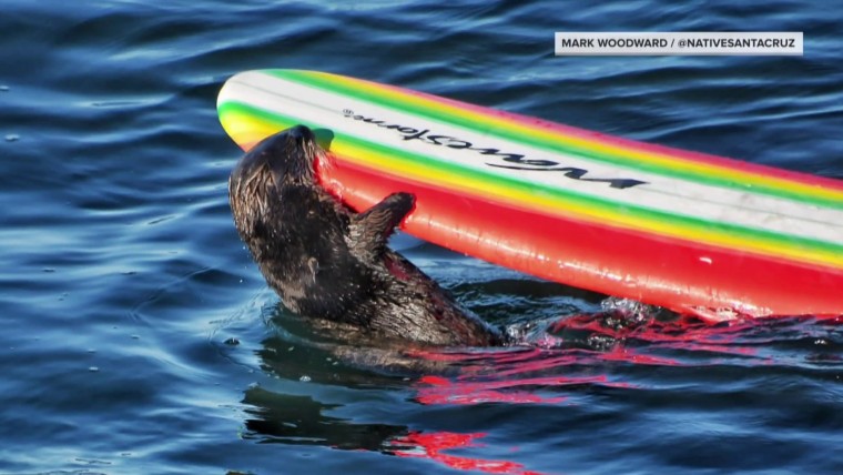 Otter remains at large after series of surfboard thefts