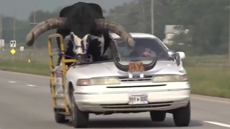 Nebraska police pull over man for driving with bull in passenger seat