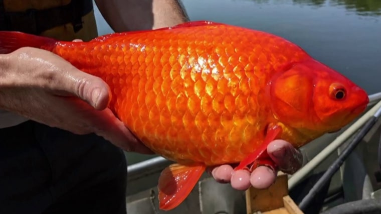 Why Giant Goldfish Are Appearing in American Lakes