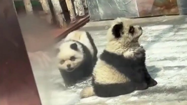 Zoo in China dyes Chow Chow dogs to look like pandas
