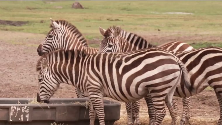 six flags new jersey safari video