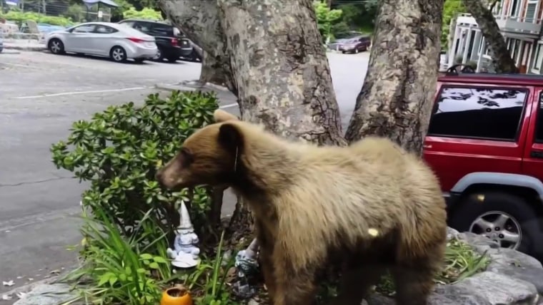 Black bear encounters on the rise in California