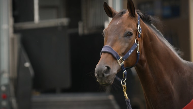 Horses arrive in style at the iconic Palace of Versailles