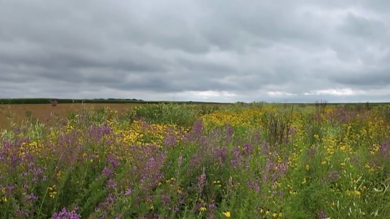 'Prairie strips' bring beauty to farms with big environmental benefits 1 'Prairie strips' bring beauty to farms with big environmental benefits