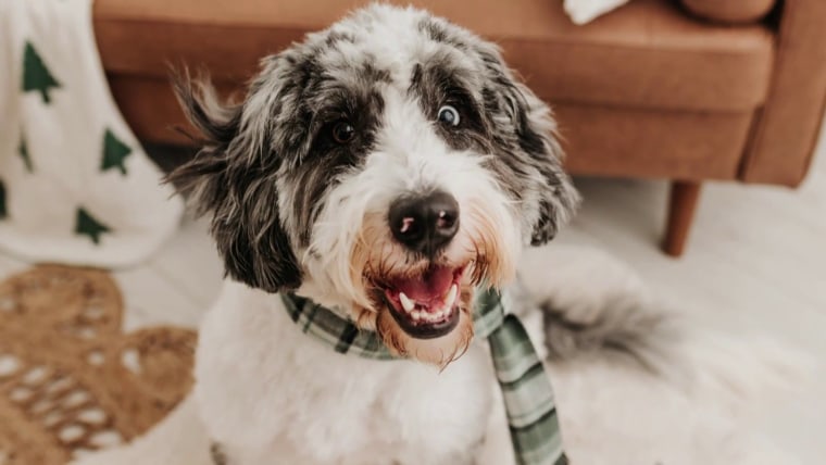 Biotech Company Develops Anti-Aging Pill For Dogs  www.today.com