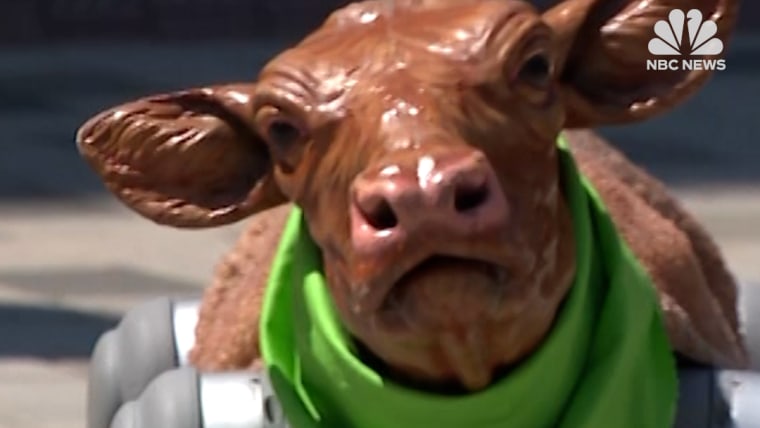 PETA creates AI-powered robot calf to protest leather