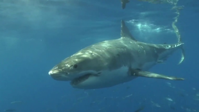 Beachgoers on high alert as shark - 1752109011303 Now Hallie Shark Omg 250709 1920x1080 30pb3a 