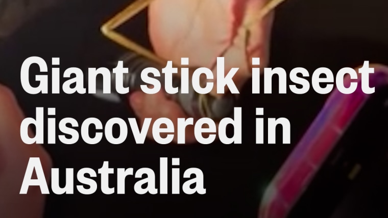 Giant stick insect discovered in Australia