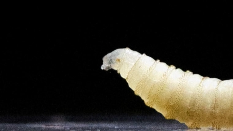 First human case of flesh-eating screwworm parasite detected in the U.S.  www.nbcnews.com