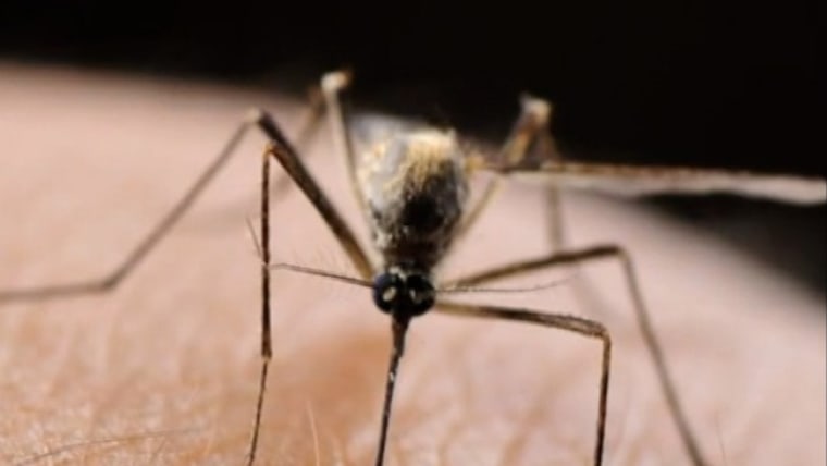 Mosquitoes discovered in Iceland for the first time
