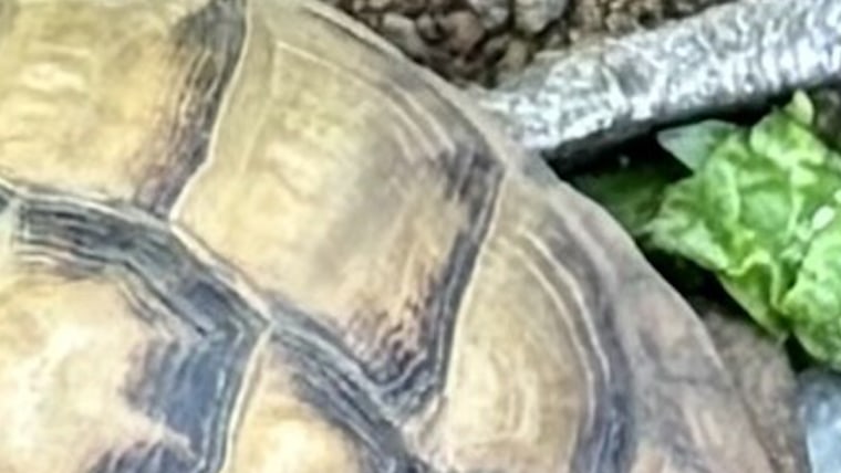 Rare Aldabra tortoises recovered in Indiana