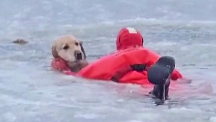 Dog Rescued After Falling Into Icy Rhode Island Pond
