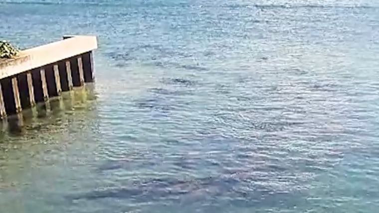 Record number of manatees spotted in Florida lagoon插图