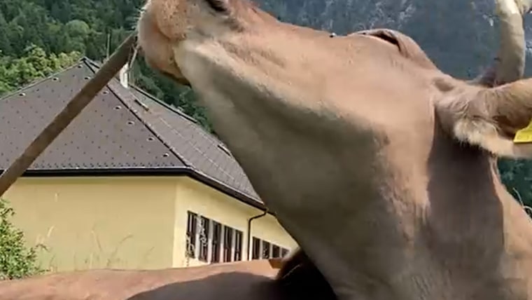 Cow in Austria uses broom to scratch herself插图