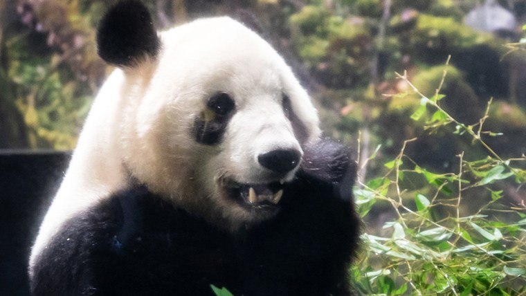 日本の最後の2頭のジャイアントパンダが中国への故郷への旅を始める