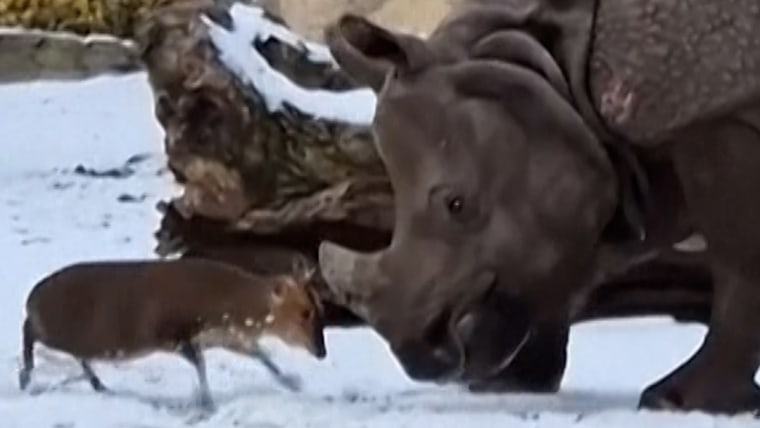 Tiny deer takes on rhino at Polish zoo插图