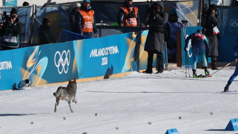 4-Legged Competitor Goes for Gold at Olympic Ski Event