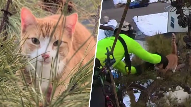 Adorable Cat Rescued After Being Stuck in Tree for 3 Days