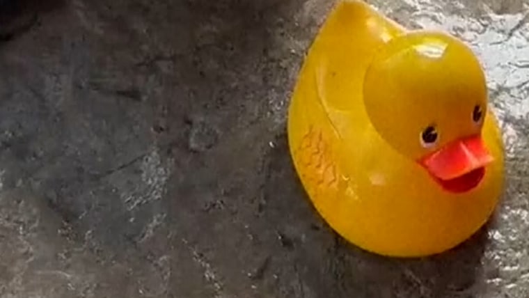 Harbor seal shows off rubber duck friend