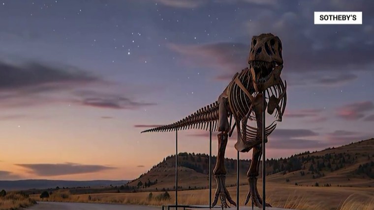 T. rex skeleton sells for  million, changing into most costly fossil ever offered