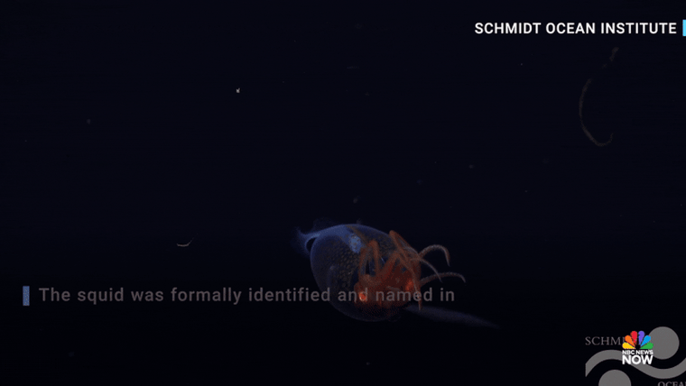 juvenile squid known as the Mesonychoteuthis hamiltoni 