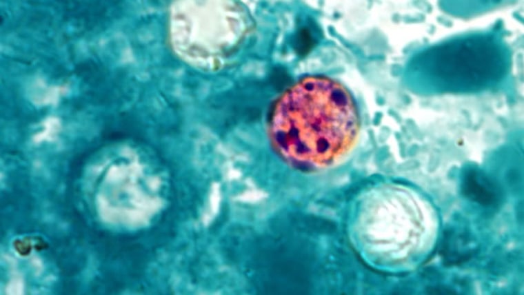 Cyclospora cayetanensis oocysts