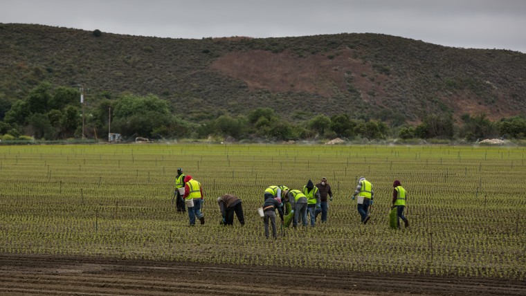 Cerca de 100 trabajadores agrícolas se contagian con COVID-19 en California