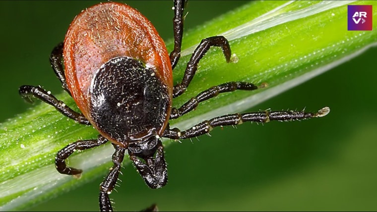 Garrapatas: revelan el truco que usan para saltar sobre humanos y animales