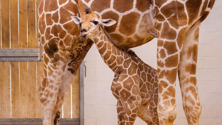Fort Worth Zoo