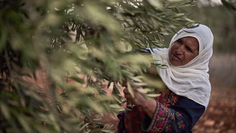 Israelis and Palestinians battle over olive harvests in the West Bank