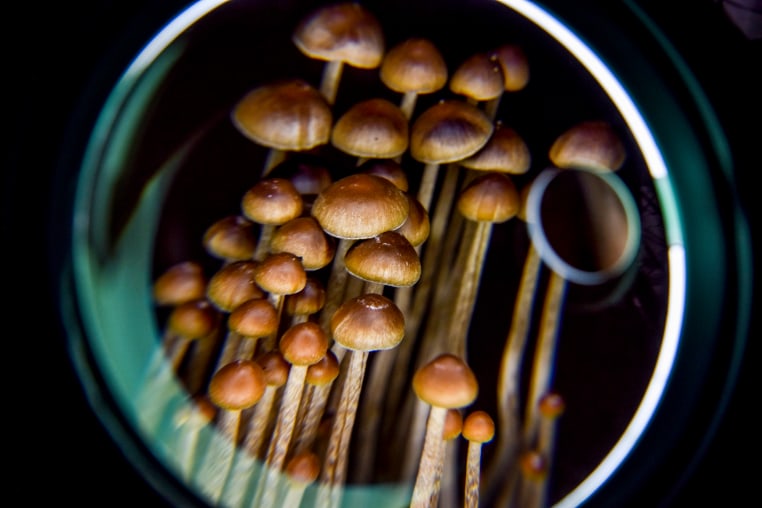 Psilocybin mushrooms in Washington, D.C., on Feb. 5, 2020.