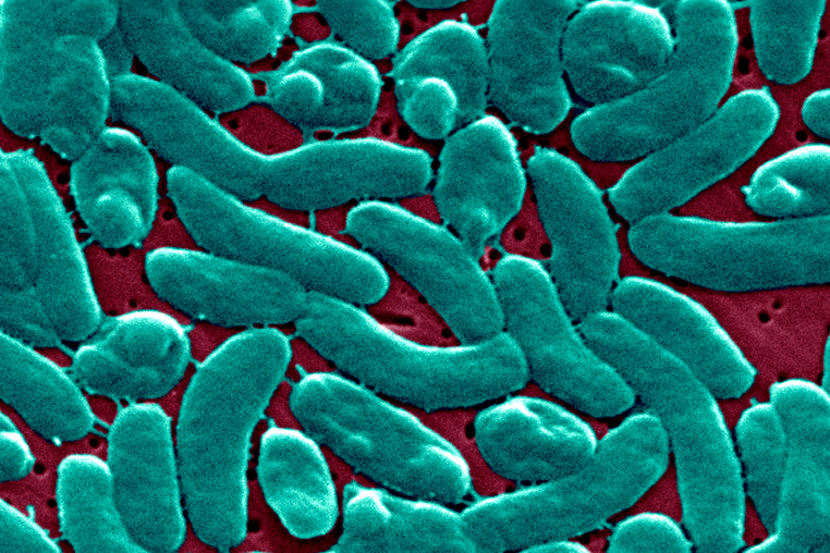 Vibrio Vulnificus
