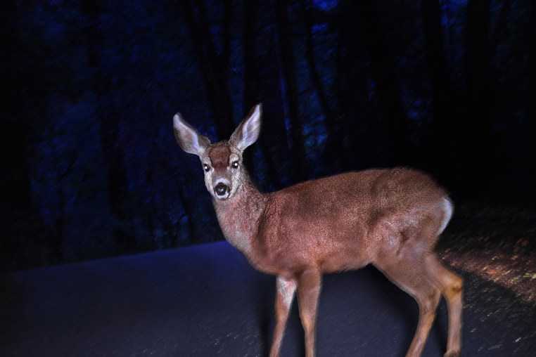 Image: Illustration of a deer at night caught in headlights 