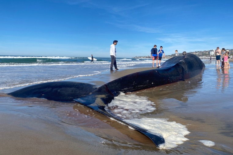 Image: a whale is shown on Pacific Beach