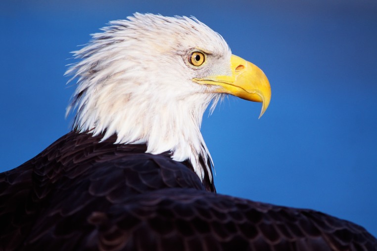 Close-up of a bald eagle