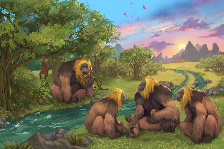 Thought to be the largest primate to ever exist on Earth, the three metre tall giant apes, Gigantopithecus blacki, a very distant human ancestor that once roamed the karts plains of southern China, went extinct before humans arrived in the region with few clues to why. 