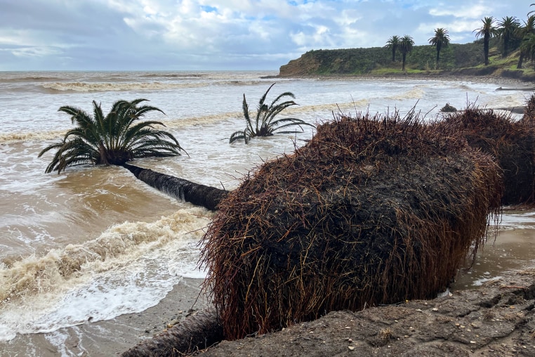 Fallen palm trees at Refugio State Beach in Santa Barbara, Calif. on Feb. 20, 2024.