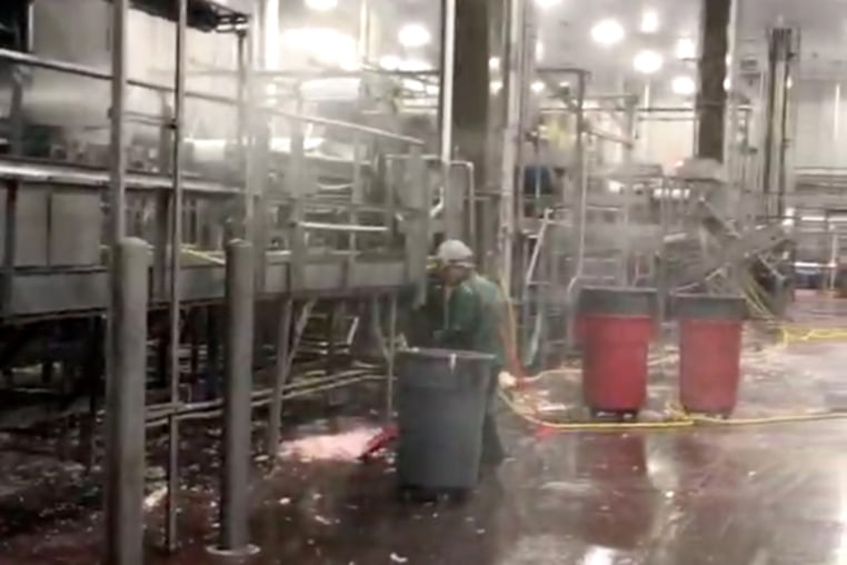 Image of an adult Fayette Janitorial worker scooping up animal parts at a processing plant taken by the US Department of Labor during the course of its investigation of Fayette Janitorial Service.  