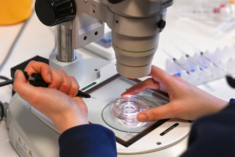 A technician prepare the fertilization of an egg cell under an electron microscope. 