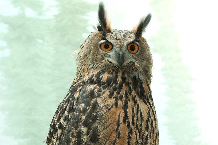 wild animal zoo owl bird