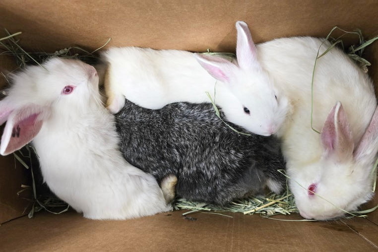 bunnies rabbit abuse animal pet