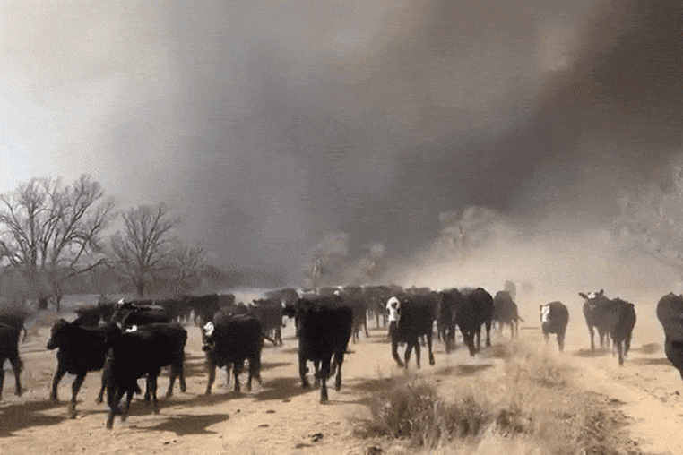 Cattle running through smoke from fires in Stinnett, Texas on Feb. 26, 2024. 