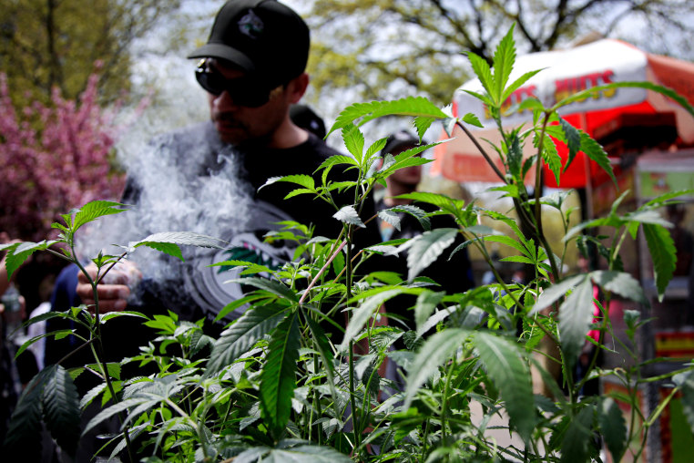 A Marijuana plant is displayed as a person smokes marijuana 