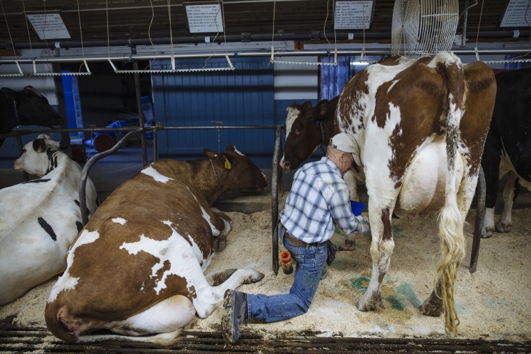 A dairy worker prepares a cow for milking inside the dairy barn at a farm in Ancramdale, N.Y