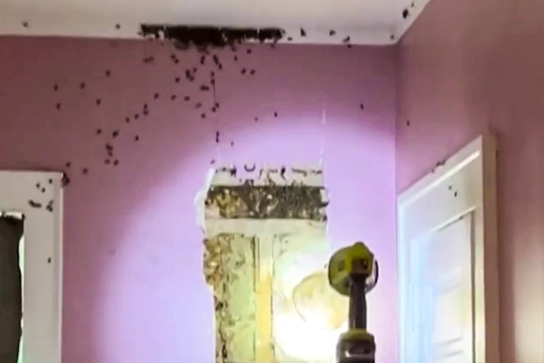 A toddler in North Carolina claimed there were monsters in the wall. The noise turned out to be more than 50,000 bees and hundreds of pounds of honeycomb. 