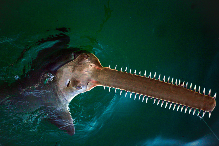 A sawfish sticks it's head out of the water