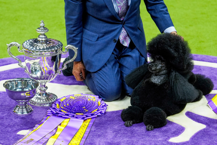 Image: poodle canine best in show