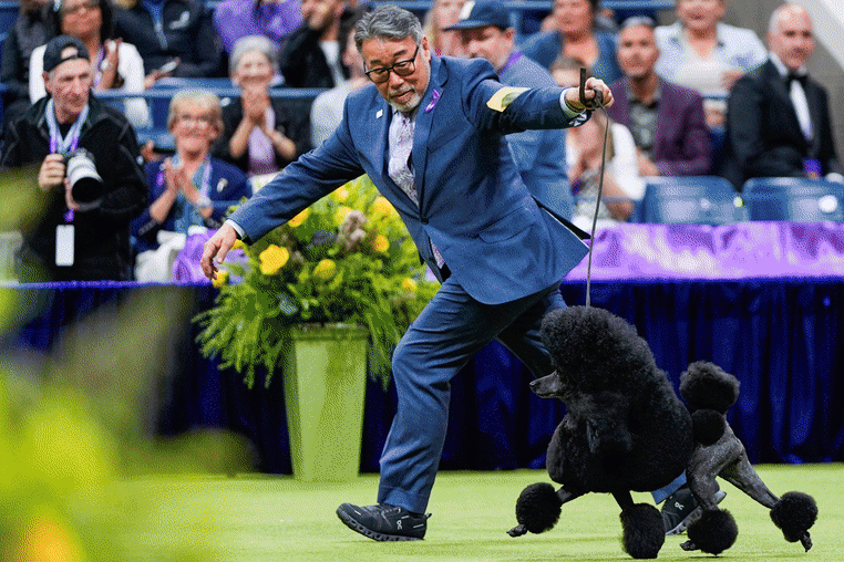 Westminster Dog Show highlights cover gif May 15, 2024. 